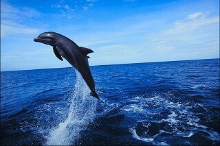 TLが動物だらけに!　全国の動物園・水族館公式Twitterをまとめてみた!