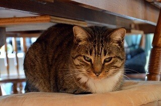 北海道にある猫カフェまとめ