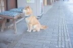 柴犬に会える!! 東京都にある柴犬のお店をまとめてみた