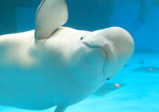 千葉県・鴨川シーワールドで、人の声真似をする白イルカと触れ合えるぞ!!!