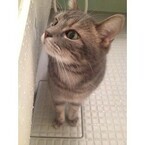 なぜ猫は人間の入浴シーンをのぞくのか