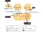 次世代の抗うつ薬候補「ケタミン」がセロトニンを活性させる - 理研が確認