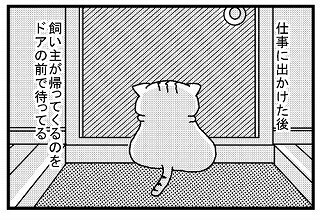 なぜ猫は飼い主が帰ってくると出迎えてくれるのか