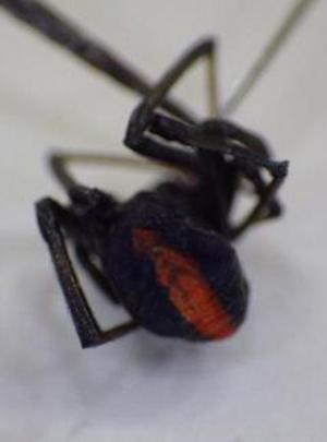 東京都三鷹市でセアカゴケグモ確認 - 市の評判や幼児の危険性を危惧する声