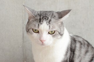 一眼レフ初心者が猫撮影に挑む! (2) 透明感のあるふわふわの猫写真を撮影するには