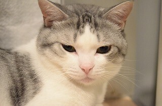 一眼レフ初心者が猫撮影に挑む! (3) 夜の室内で猫の写真を撮りたい!!