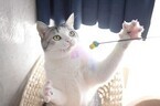 9月29日は招き猫の日!! うちの猫が招き猫のポーズをとれるか実験してみた