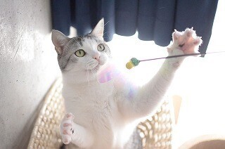 9月29日は招き猫の日!! うちの猫が招き猫のポーズをとれるか実験してみた