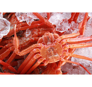 カニの水揚げ量日本一! 鳥取県が県産カニが500名に当たるキャンペーン実施