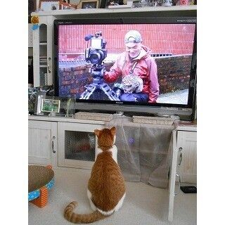 岩合光昭さんの番組「世界ネコ歩き」に、なぜ猫は夢中になるのか