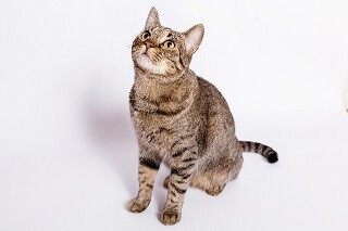 好きな猫の毛色を猫好き500人に聞いてみた