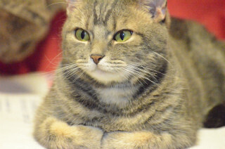 猫が前足を上手にたたんで眠るワケ【画像大量】