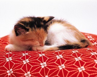 大阪府大阪市で保護猫の里親を募集中