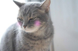 5秒でできる「自分が猫に好かれてるかどうか」を確認する方法