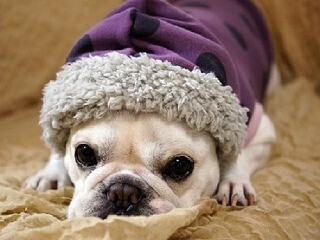 フレンチブルドッグのためのパーカーが可愛すぎる