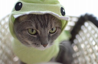 猫が主役の猫映画がこんなにたくさん!! オススメをまとめてみた