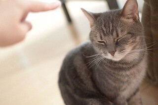猫にかまってほしいのなら、人間はこう行動すべき