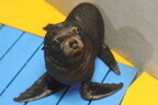 京都府・京都水族館で誕生したオットセイの赤ちゃんが可愛すぎる!