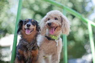 東京都豊島区にある「完全予約制の犬カフェ」に行ってきた-画像大量