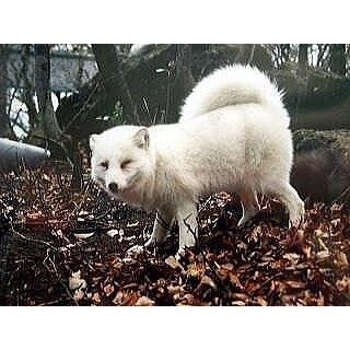 銀ギツネ、青ギツネ…珍しい狐がいっぱいのキツネ村がスゴイ!