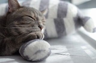 千載一遇のチャンスを見逃すな! 猫の愛情表現一覧はこちら!!