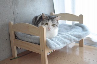 一眼レフ初心者が猫撮影に挑む! (7) 動きまわる猫にどうやってピントを合わせるか