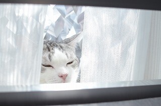 一眼レフ初心者が猫撮影に挑む! (10) 光を操ることができれば、猫を自在に撮影できる!