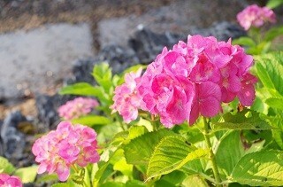 猫にとって猛毒となる植物一覧