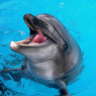 さよなら「スリム」 - 国内最長飼育のバンドウイルカが死亡