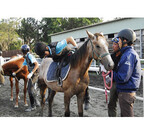 千葉県・八街市の高校が、生徒に「競走馬」を育てさせる授業を開始