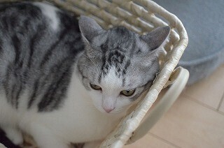 猫が出す「僕、おまえのこと嫌い」のサイン