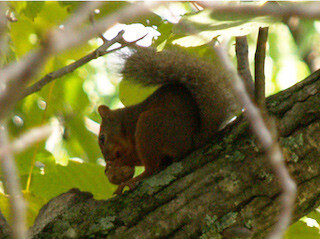東京都・井の頭自然文化園が、ニホンリスの観察会を長野県で実施