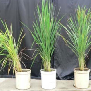 東京農工大、台風にも負けない最強イネ「リーフスター」の強さの秘密を解明