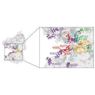 東京大学、ヒトがL-グルタミン酸に強い旨みを感じる仕組みを解明