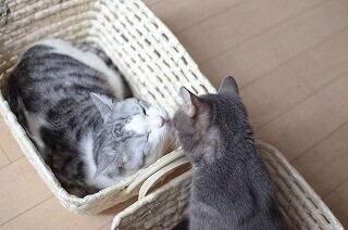 もし本当に猫に好かれているなら、あなたのアノ部分にチューをするはず
