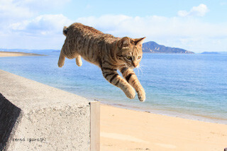 大阪府大阪市で猫専門の写真展「ねこ専」が開催