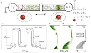 京大、マイクロ流体技術を用いた網羅的・高速・高感度のDNA分析技術を開発