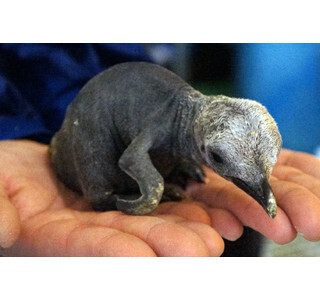 山口県・海響館で、キングペンギンのヒナが誕生!