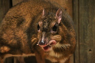 東京都・上野動物園に手乗りサイズの鹿がいてビックリ!!