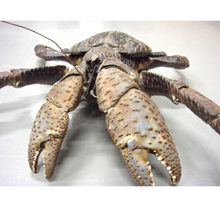 沖縄県・海洋博公園で絶滅危惧種「ヤシガニ」の生態を学ぶイベント開催!