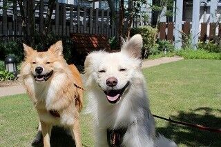 神奈川県・横浜にある屋上庭園で愛犬と思い切り遊んできた!