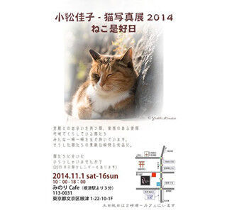 東京都文京区で、家族と暮らす「家猫」が中心の写真展開催