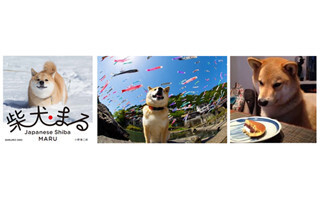 東京都世田谷区で、柴犬まるの飼い主が教える愛犬撮影イベント開催