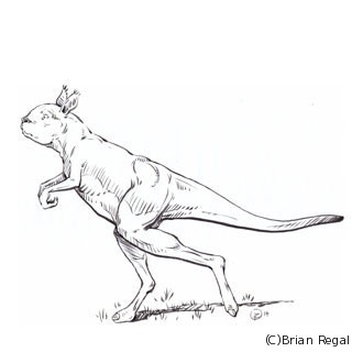 3万年前のカンガルーは跳ねずに2足歩行していた? - 米ブラウン大らが発表