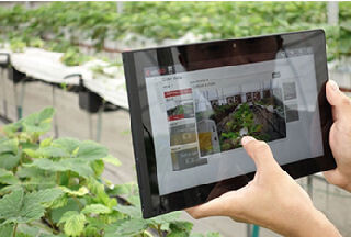 NECソリューション、インドのイチゴハウスを国内で遠隔監視するシステム