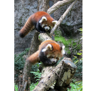 東京都・多摩動物公園で、レッサーパンダの赤ちゃんがついに公開!