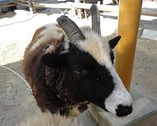神奈川県横浜市に、4本の角を持つ珍しいヒツジがいる!!