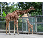 東京都・多摩動物公園でキリンの赤ちゃんが誕生!!