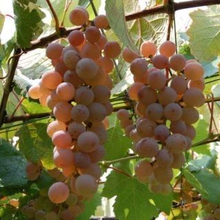 実りの秋は山梨県へ--サントリーのワイナリーで日本ワインの最高峰を味わう
