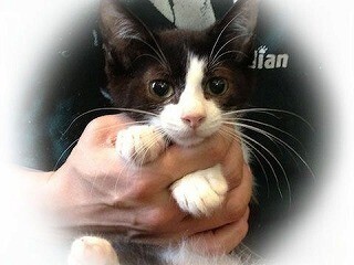 東京都豊島区で202匹の猫の里親を募集中